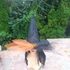 Kép 6/6 - Halloween fekete-narancssárga tüllös-pókos boszorkány kalap arany pókkal