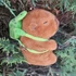 Kép 3/6 - Capybara plüssfigura gyerekeknek, hátizsákkal, 20cm