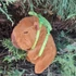 Kép 4/6 - Capybara plüssfigura gyerekeknek, hátizsákkal, 20cm